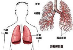 肺气肿图解